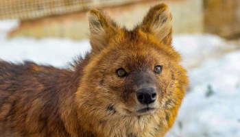 ОЭЗ &laquo;Технополис &laquo;Москва&raquo; стала опекуном красного волка из Московского зоопарка