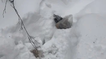 Лапы и хвост разложили по пакетам: появились детали убийства пса на юге Москвы Лапы и хвост разложили по пакетам: появились детали убийства пса на юге Москвы