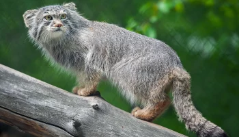 &laquo;Завершил разжировку&raquo;: Московский зоопарк рассказал о похудении манула Тимофея к лету