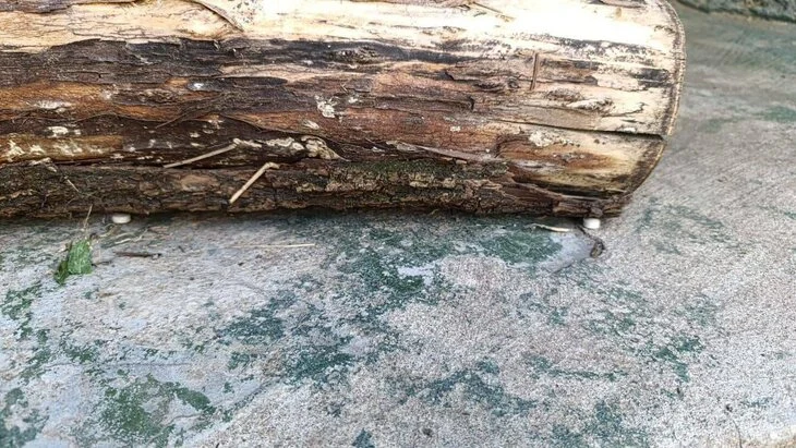 Юрист Соловьев: за попытку отравления зверей в Московском зоопарке грозит штраф или тюрьма Юрист Соловьев: за попытку отравления зверей в Московском зоопарке грозит штраф или тюрьма