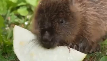 &laquo;Прекрасный аппетит&raquo;: Московский зоопарк показал трапезу бобренка Устюжка