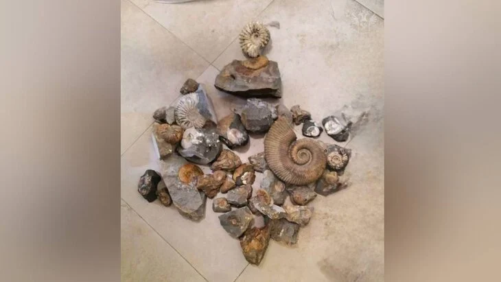 В Москве таможенники задержали студента за контрабанду древних аммонитов В Москве таможенники задержали студента за контрабанду древних аммонитов