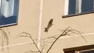 В Чертанове заметили белку, которая бегала по стене дома и заглядывала в окна
