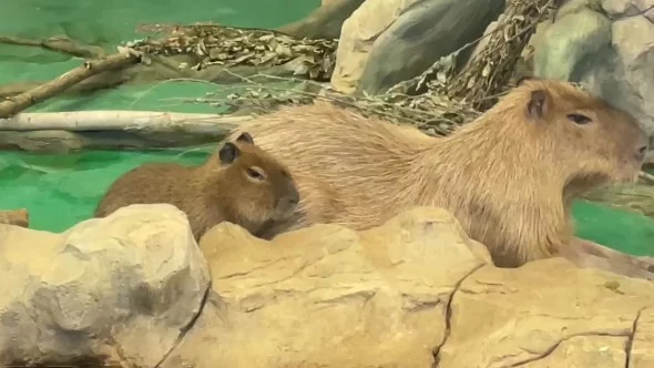 «Максимально похожи»: Московский зоопарк показал дружную семью капибар «Максимально похожи»: Московский зоопарк показал дружную семью капибар