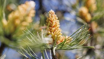 Москвичам рассказали, где в столице растут вечнозеленые деревья