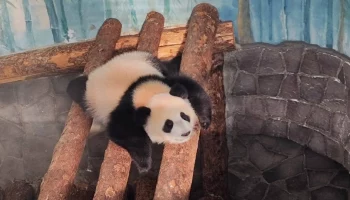 «Решила поспать»: Московский зоопарк показал реакцию панды Катюши на майский снег