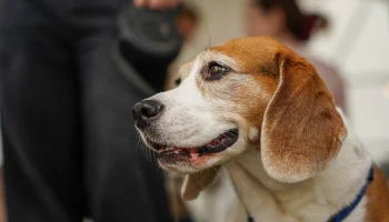 Предприниматель: Здорово, что Москва создает сервисы для владельцев животных