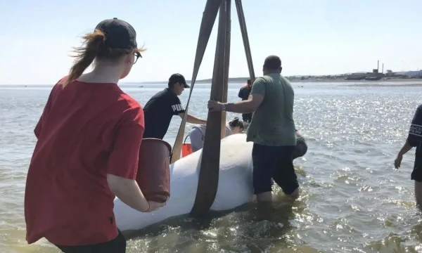 Двух застрявших на мели белух с детенышами спасли в Хабаровском крае Двух застрявших на мели белух с детенышами спасли в Хабаровском крае