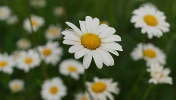 Ромашки расцвели в Москве в конце октября