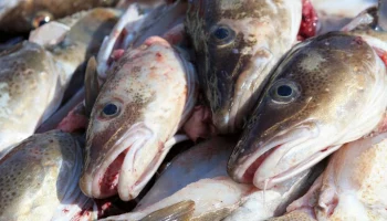 Рыбопромышленник Балашов: запасы трески сократились в Баренцевом море из-за климата