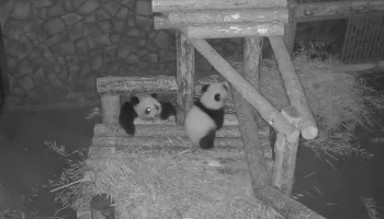 «Новая жизнь»: Московский зоопарк показал «секретный» ночной ритуал панды Катюши