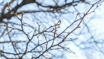 У магнолий в «Аптекарском огороде» аномально рано лопнули почки У магнолий в «Аптекарском огороде» аномально рано лопнули почки