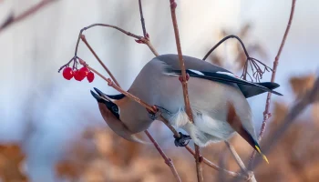 Эксперт Полынова: «Пьяные» свиристели могут появиться в Москве в середине марта Эксперт Полынова: «Пьяные» свиристели могут появиться в Москве в середине марта