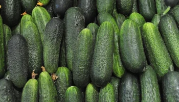 Огурцы подешевели в России впервые с осени 2025 года