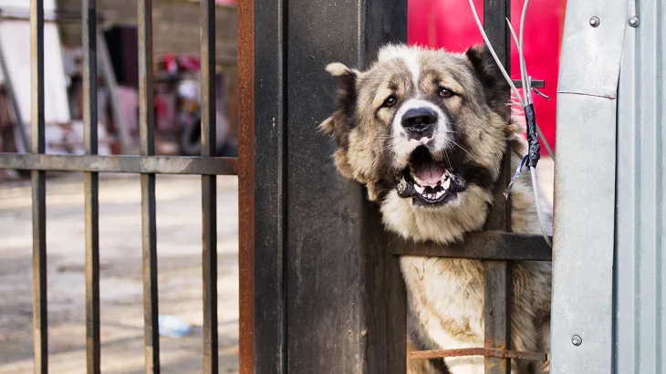 Алабай напал на 15-летнюю девочку в Твери и травмировал ей голову Алабай напал на 15-летнюю девочку в Твери и травмировал ей голову