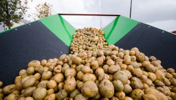 В РФ могут утилизировать урожай картофеля из-за отказа закупок ретейлом