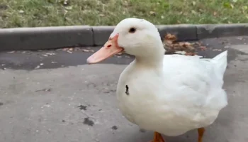 Mash: Жители московского двора спасли утенка от голодной смерти