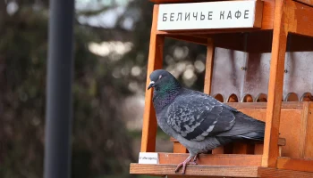 &laquo;Анонс весны&raquo;: какой будет погода в Москве на следующей неделе