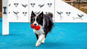 Для владельцев домашних животных в сервисе &laquo;Моспитомец&raquo; появились новые функции