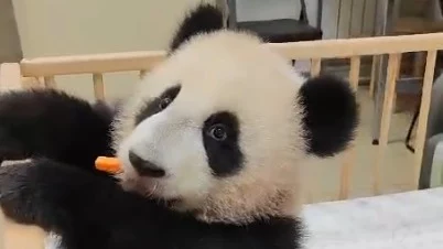 «Вкусная, но не грызется»: Московский зоопарк показал «битву» Катюши и морковки «Вкусная, но не грызется»: Московский зоопарк показал «битву» Катюши и морковки