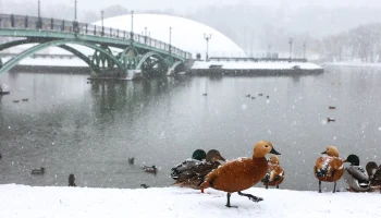 Синоптик Тишковец рассказал, когда в Москву придет метеорологическая зима
