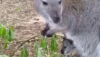 «Ивовые бубочки»: Московский зоопарк показал перекус маленького кенгуренка 