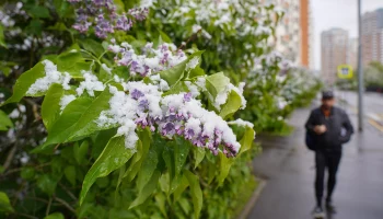 Жителей Подмосковья предупредили о заморозках в ночь с 13 на 14 мая