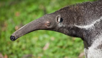 &laquo;С другой планеты&raquo;: в Московском зоопарке рассказали об особенностях муравьедов