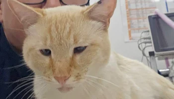 Расстрелянного из ружья кота с более чем 20 ранениями спасли московские ветеринары 