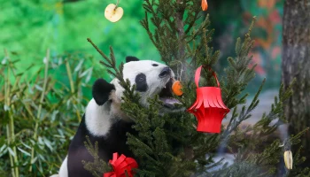 В Московском зоопарке рассказали о характере панды Катюши