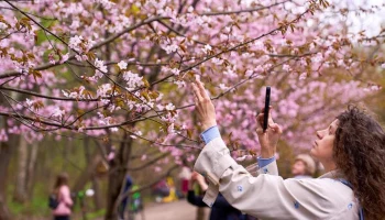 Биолог Филин: сакуру в Москве можно будет увидеть в Ботаническом саду МГУ Биолог Филин: сакуру в Москве можно будет увидеть в Ботаническом саду МГУ