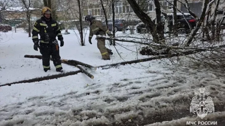 МЧС: Шесть человек пострадали из-за падения деревьев в Подмосковье МЧС: Шесть человек пострадали из-за падения деревьев в Подмосковье