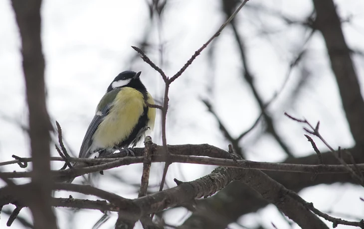 Лысуха и клинтух: какие редкие животные обитают на природных территориях Москвы Лысуха и клинтух: какие редкие животные обитают на природных территориях Москвы