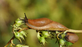 Испанские слизни появились в Подмосковье после прошедшего урагана