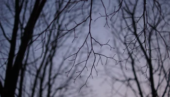 Генпрокуратура выявила массовые нарушения в десятках заповедников России