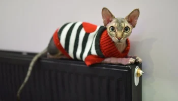 Работу системы отопления скорректировали в Москве из-за похолодания