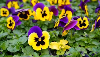 Более 32 млн однолетников украсили столичные клумбы