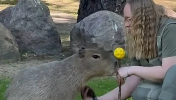 &laquo;Дать лапу&raquo;: Московский зоопарк поделился видео с &laquo;дрессировкой&raquo; капибары