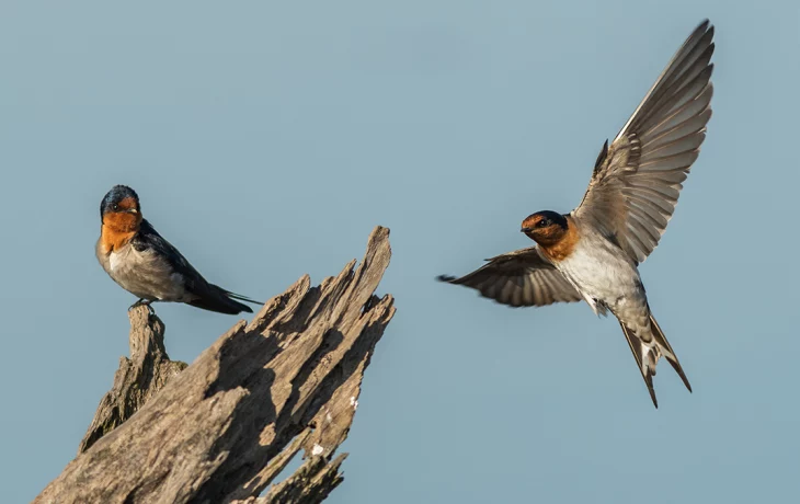 Сезон «стрижепада» начался в Москве Сезон «стрижепада» начался в Москве