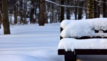 До 6 см снега может выпасть в Москве в ближайшие сутки