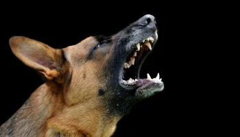 Собака укусила за лицо трехлетнего ребенка в Энгельсе