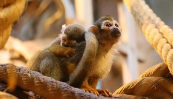 Беличий саймири родился в Московском зоопарке