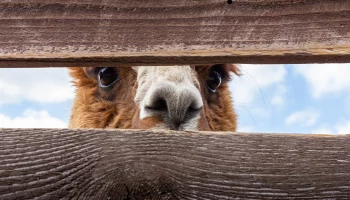 Эксперт Косогор оценил перспективы мяса ламы на российском рынке