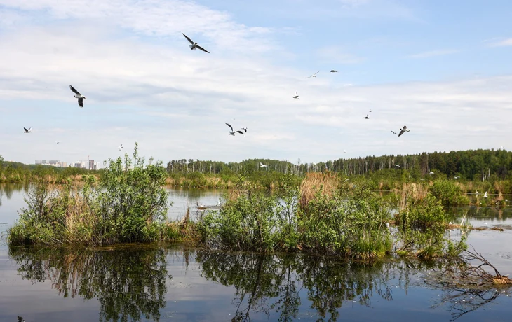 Как болота помогают поддерживать экологический баланс в Москве