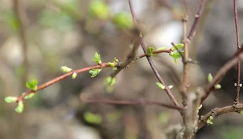 Более 4 тыс растений высажено на западе столицы в рамках крупного транспортного проекта