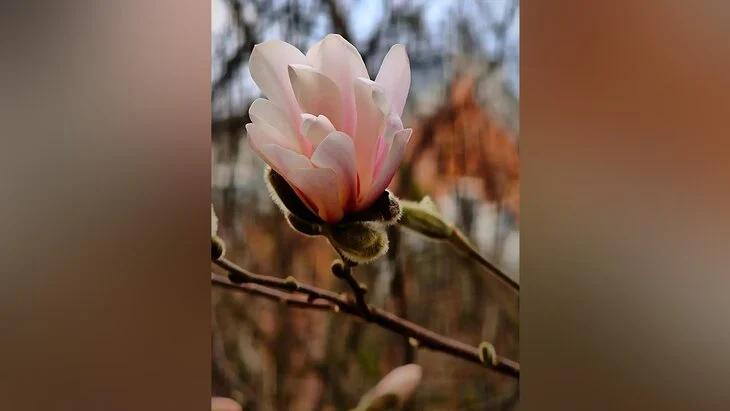 Первые магнолии расцвели в "Аптекарском огороде" Первые магнолии расцвели в "Аптекарском огороде"