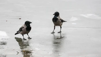 Синоптик Тишковец сообщил о начале первой в 2026 году оттепели в Москве