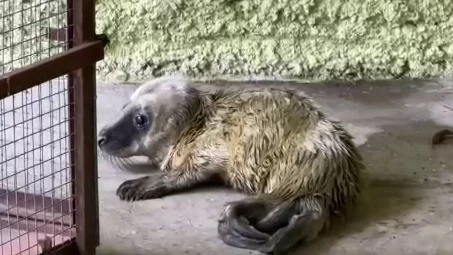 «Становился все меньше»: Московский зоопарк поведал трогательную историю белька «Становился все меньше»: Московский зоопарк поведал трогательную историю белька