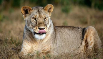 Lokmat Times: львица напала на 7-летнюю девочку в Индии