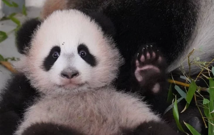 «Пойду побегаю»: Московский зоопарк показал, как панда Катюша играет с киперами